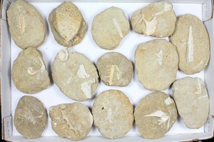 Flat: Cretaceous Marine Vertebrate Fossils - Pieces #96112